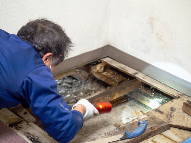 Best Mold Remediation  in Oakfield, WI