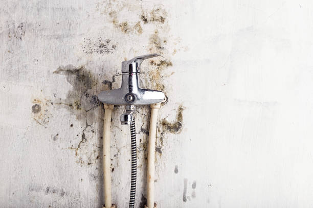 Best Black Mold Removal  in Oakfield, WI