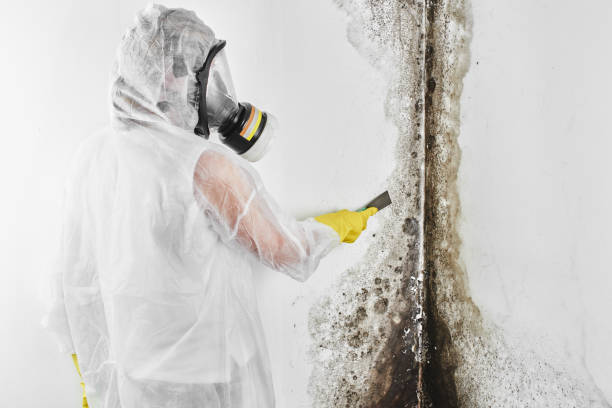 Best Attic Mold Removal  in Oakfield, WI