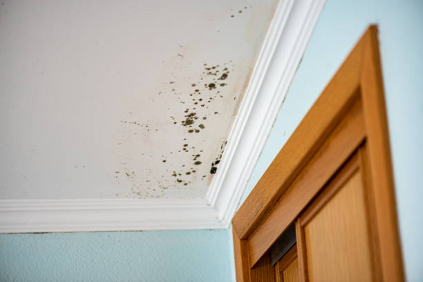 Best Home Mold Removal  in Oakfield, WI