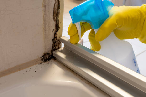 Office Mold Removal Services in Oakfield, WI