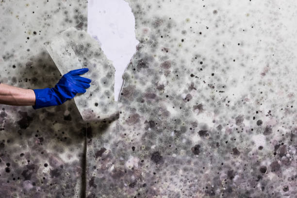 Best Crawl Space Mold Removal  in Oakfield, WI