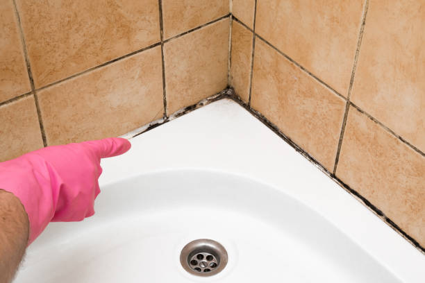 Best Mold Remediation  in Oakfield, WI