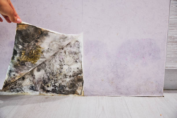 Best Residential Mold Removal  in Oakfield, WI